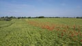 Field of grain and poppies