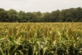 Field of Grain Sorghum Front View Royalty Free Stock Photo