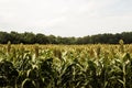 Field of Grain Sorghum Royalty Free Stock Photo