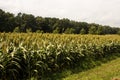 Field of Grain Sorghum Side View Royalty Free Stock Photo