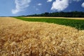 Field of grain in the summer