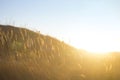 Field with grain in Sun Shine under blue sky. Beautiful shot space for Header and text copy