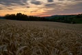 A field of grain, sunset, Germany