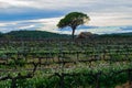 Field of grape vines early spring in Spain, lonely tree with old house, wine grape area Royalty Free Stock Photo