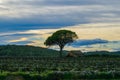 Field of grape vines early spring in Spain, lonely tree with old house, wine grape area Royalty Free Stock Photo