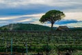 Field of grape vines early spring in Spain, lonely tree with old house, wine grape area Royalty Free Stock Photo