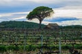 Field of grape vines early spring in Spain, lonely tree with old house, wine grape area Royalty Free Stock Photo