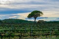 Field of grape vines early spring in Spain, lonely tree with old house, wine grape area Royalty Free Stock Photo