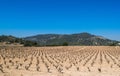 Field of grape vines early spring in Spain, mountains in the background Royalty Free Stock Photo