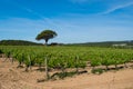 Field of grape vines spring in Spain, lonely tree with old house Royalty Free Stock Photo