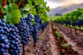 Field of grapes with row of vines that are growing on vertical supports producing crop of purple grapes. Generative AI Royalty Free Stock Photo