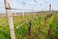 Field of grapevine in spring after garter