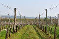 Field of grapevine in spring after garter