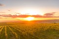 Field of grapevine vines view of grape lines from the side of an area of South Moravia before harvest at autumn sunset captured