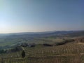 Field of grapewine on Verona city hill