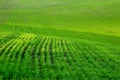Field with grass Royalty Free Stock Photo