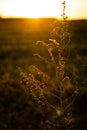 Field grass against the evening sky at sunset. Golden back light. Selective focus. Nature background. Copy space Royalty Free Stock Photo