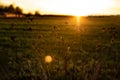 Field grass against the evening sky at sunset. Golden back light. Selective focus. Nature background. Copy space Royalty Free Stock Photo