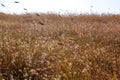 Field Grass as the sun sets in the Puglia Region of Italy