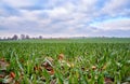 Field of grass with an avenue of trees and a dramatic sky in the background Royalty Free Stock Photo