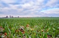 Field of grass with an avenue of trees and a dramatic sky in the background