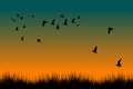 Field of grass and silhouettes of flying birds at sunrise Royalty Free Stock Photo