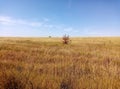 A field of grass burned by the sun and a dried tree Royalty Free Stock Photo