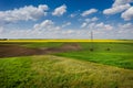field Capsella bursa pastoris, farm green wheat field, lines of arable land and rapeflowerfield landscape with baeautiful