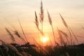 Field of grass during colorful sunset background Royalty Free Stock Photo