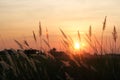 Field of grass during colorful sunset background Royalty Free Stock Photo