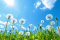 field of grass, Dandelion flower on the background of the sunset.ai generative Royalty Free Stock Photo