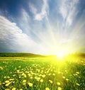 Field of grass with dandelion in sunset Royalty Free Stock Photo