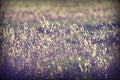 Field grass, illuminated by the rays of the setting autumn sun. Royalty Free Stock Photo