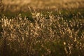 Field grass, illuminated by the rays of the setting autumn sun. Royalty Free Stock Photo