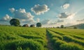 A field of grass with a dirt road and a path in the middle. Royalty Free Stock Photo