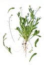 Field grass in early spring Shepherd's purse.