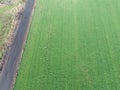 A field of grass grown for hay Royalty Free Stock Photo