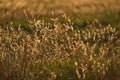 Field grass, illuminated by the rays of the setting autumn sun. Royalty Free Stock Photo