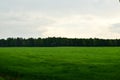 Field of grass landscape meadow in Spring saxon swizerland