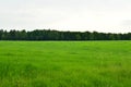 Field of grass landscape meadow in Spring saxon swizerland