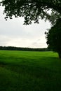 Field of grass landscape meadow in Spring saxon swizerland