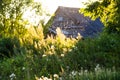 Field grass overgrown flowers summer house roof outfocus