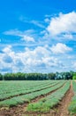 Field of grass and perfect sky Royalty Free Stock Photo