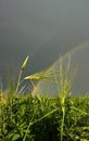 Field grass rainbow summer storm sky Royalty Free Stock Photo