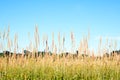 Field Grass seed heads tall against blue sky Royalty Free Stock Photo