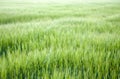 Field of grass with short depth of field