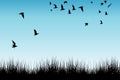Field of grass and silhouettes of flying birds Royalty Free Stock Photo