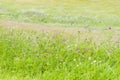 Field grass summer landscape Royalty Free Stock Photo