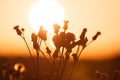 Field of grass during summer sunset Royalty Free Stock Photo