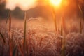 a field of grass with the sun setting in the background and the grass blowing in the wind in the foreground is a field of tall Royalty Free Stock Photo